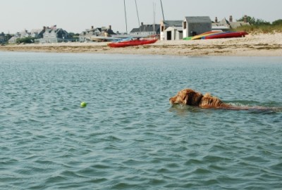 dog-swimming