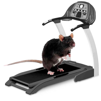 rat-on-treadmill