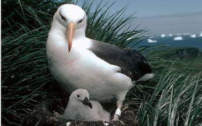 Scientists have created the first comprehensive inventory of sea and land animals around a group of islands in Antarctica. Pic: Black-browed albatross Issued by the British Antarctic Survey Press Office