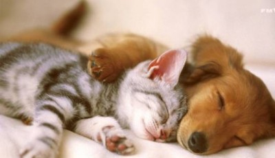 Dog-and-cat-cuddling