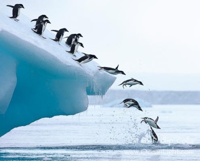 Adelie penguins leaping into the ocean from an iceberg.