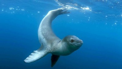 Swiming seal