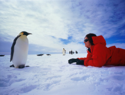Emperor penguin (Aptenodytes forsteri) and tourist, Antarctica