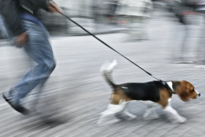 dog-pulling-on-leash