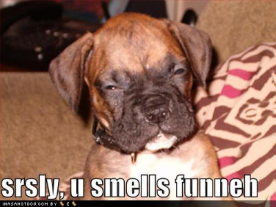 funny-dog-pictures-you-smell-funny