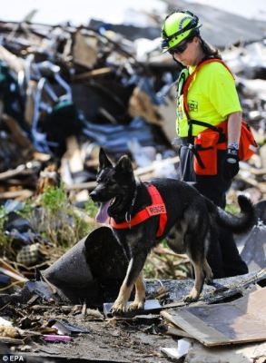 search-and-rescue-dog-293x400