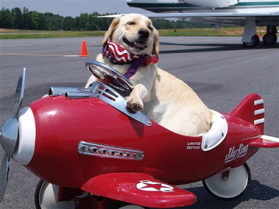 dog-flying-red-plane