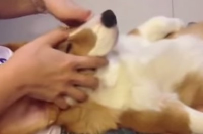 dog-getting-a-massage-jpg