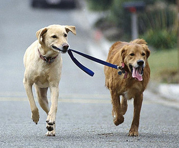 dogs walking eachother