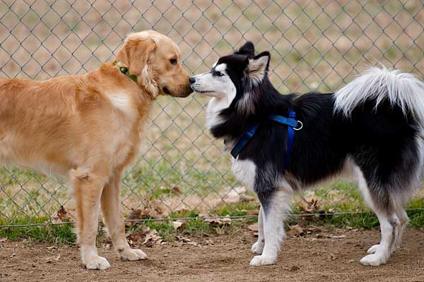 dogs-kissing.jpg