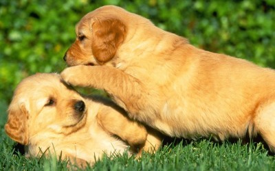 Puppy-Power-puppies-15897198-1280-800-400x250