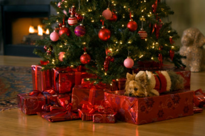 christmas-tree-dog