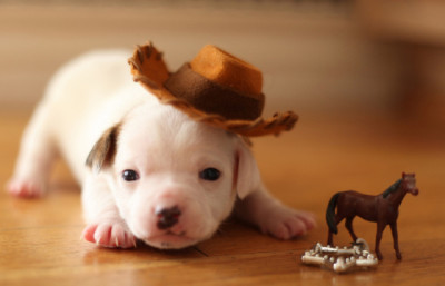 dog-in-a-cowboy-hat