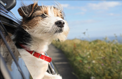 dog-in-car1