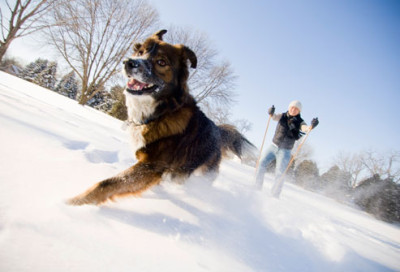 getty_rm_photo_of_dog_running_in_snow