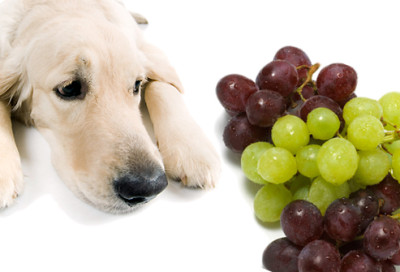 grapes are not for dogs