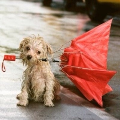 white small dog with umbrella, storm