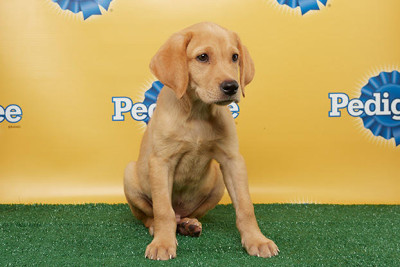 Puppy Bowl Line Up