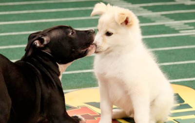 puppy-bowl_650