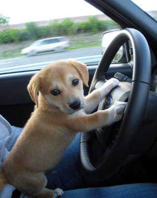 puppy_at_the_wheel_of_car