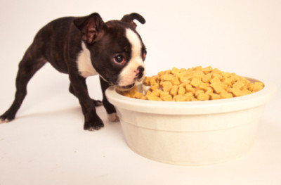 Puppy Eating out of Huge Bowl
