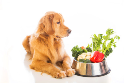 Golden Retriever Dog Food