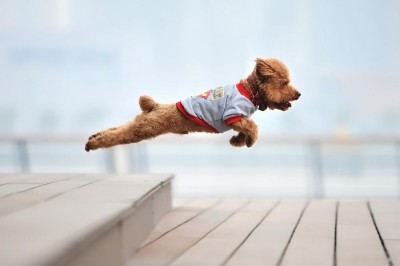 the-world_s-top-10-best-images-of-dogs-jumping-4