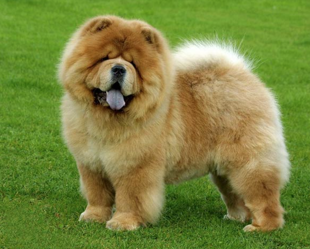 Does Your Cute Chow Chow Love the Camera? Show Us