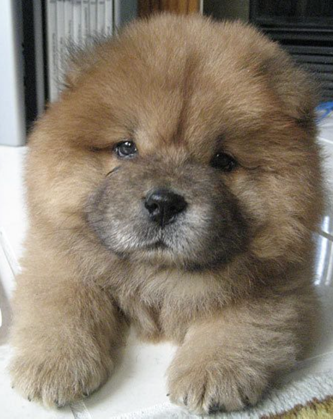 Does Your Cute Chow Chow Love the Camera? Show Us