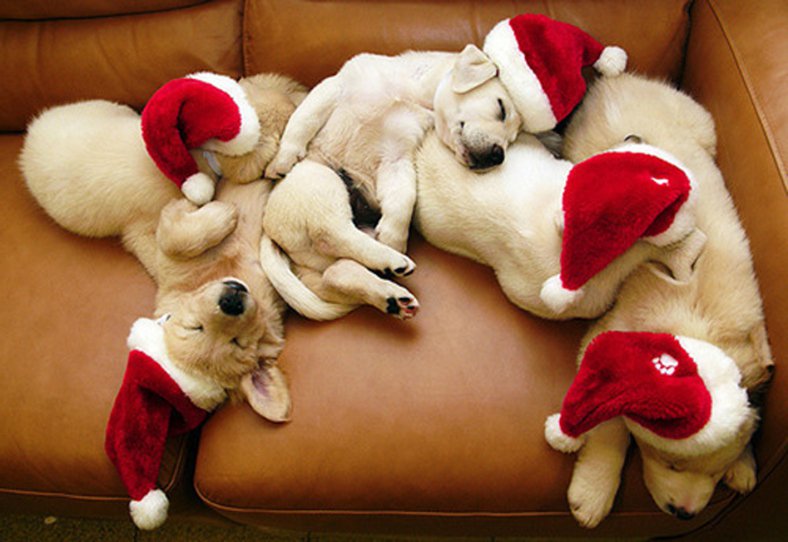 Holiday Pups Passed Out!!