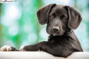 black puppy, black lab, cute