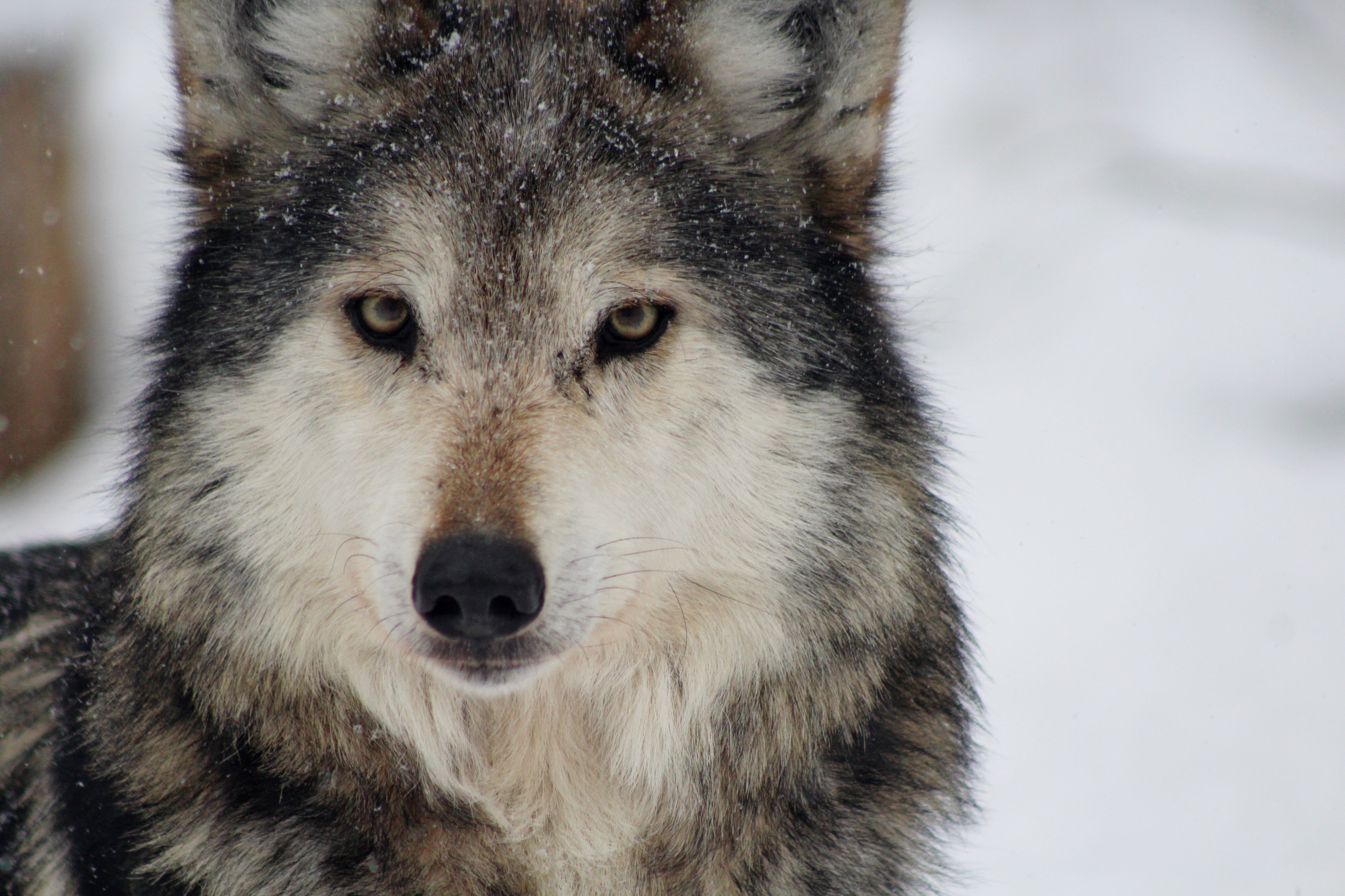 Слово wolf. Волк в 1/4. Картинки на рабочий стол волки. Волк с разными глазами. Волк серый.