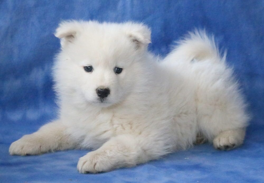 samoyed white dogfurry