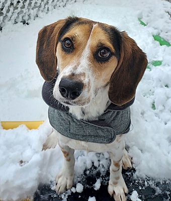 cute beagle, adoption, dogs