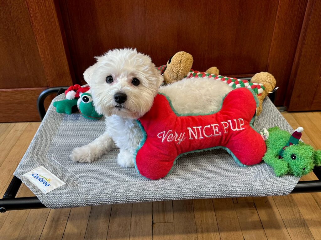 holiday dog bed happy